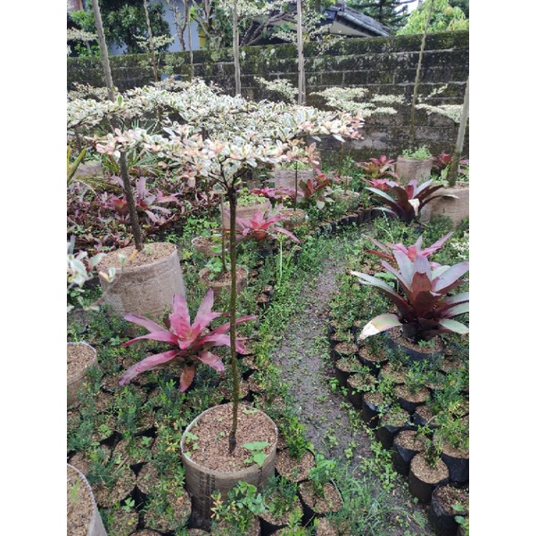 pohon ketapang kencana varigata