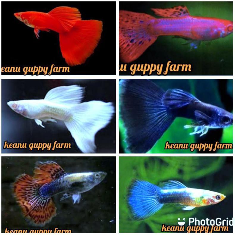 Ready Ikan Hias Guppy Paket Aquascape 6 Jenis Guppy Jantan/Pasangan 12 Ekor