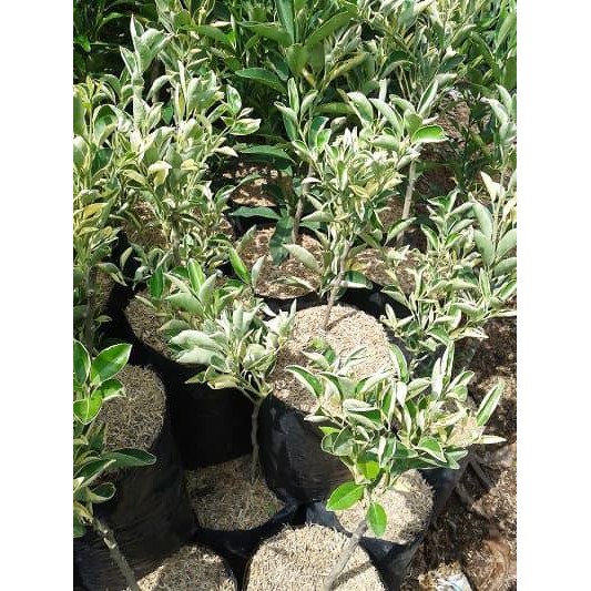 TANAMAN BUAH JERUK SUNKIST VARIGATA'E LT0