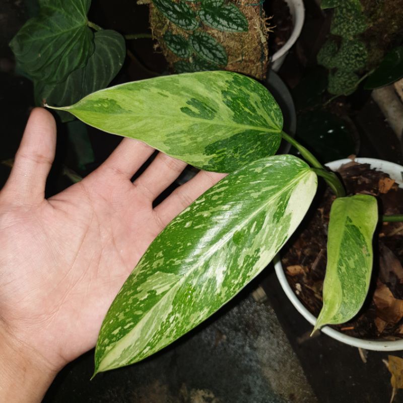 Philodendron Jose Buono Varigata Corak Mewah