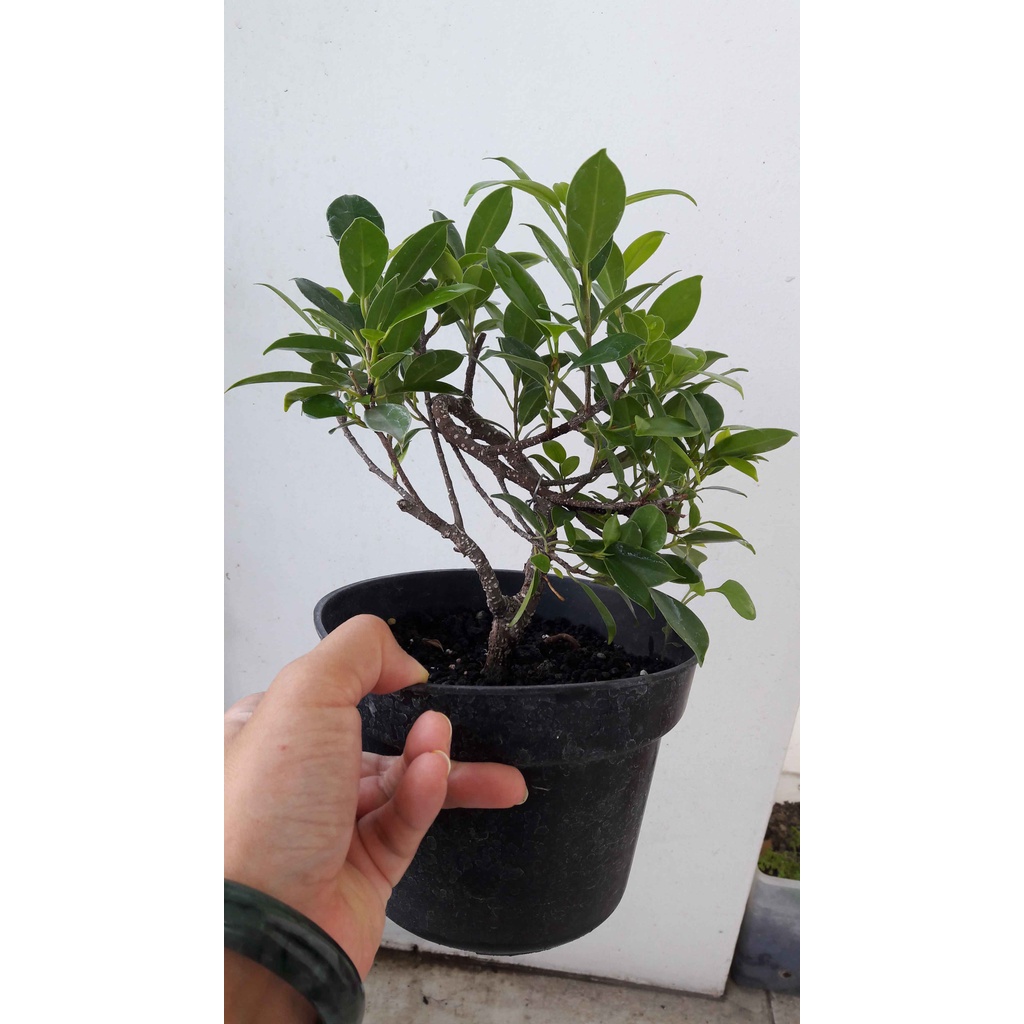 Bahan bonsai kimeng ficus microcarpa beringin murah