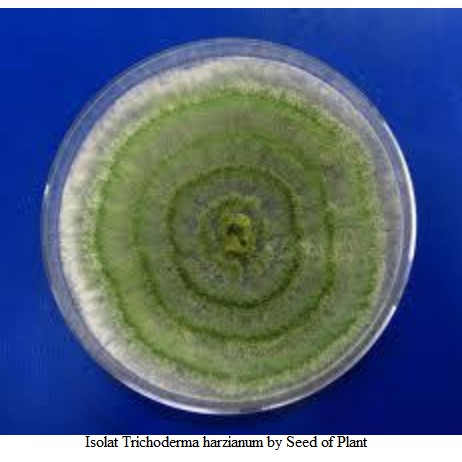 

Isolat Jamur Trichoderma Harzianum Eksplorasi asal Buah Naga