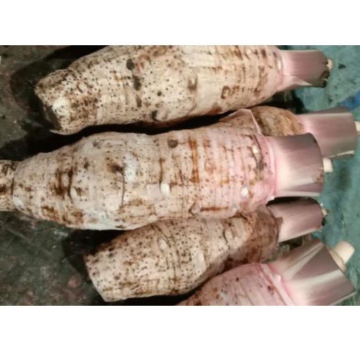 

BSM | TERMURAH Keladi Super 500gr - 1kg | Sayur online