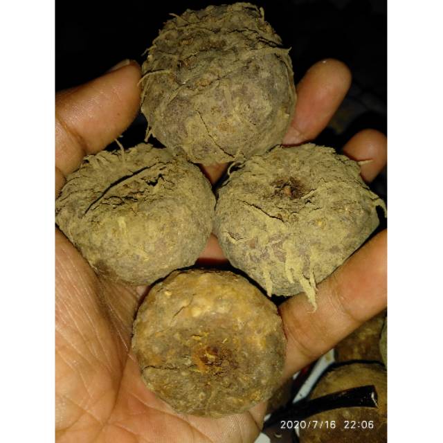 PORANG BIBIT PORANG ISI 15 | BIBIT UMBI PORANG ASLI DORMEN 500 GRAM