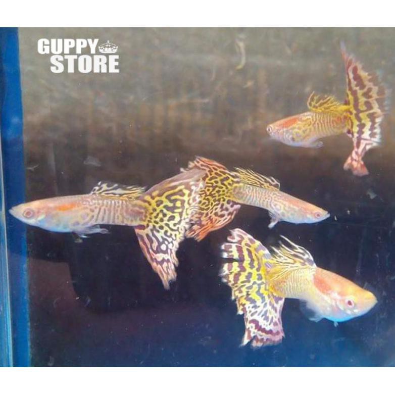 Terbaru Ikan Guppy Albino Yellow Cobra Indukan Perpasang