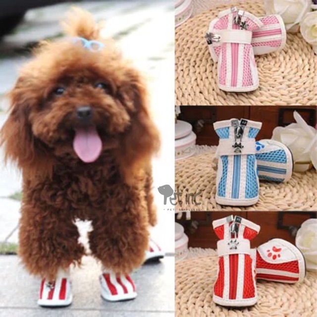 Sporty shoes for dogs atau sepatu anjing