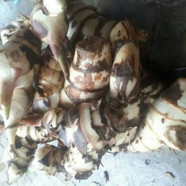 umbi ganyong ganyoh putih segar