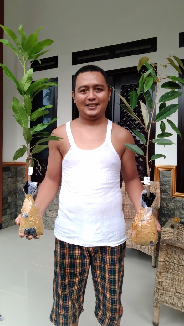 Bibit Durian Montong Okulasi Aneka Bibit Unggul