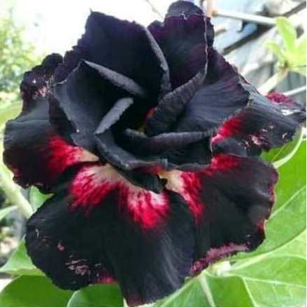 Tanaman Hias Adenium Grafting MO