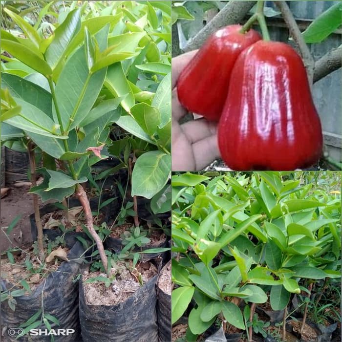 Bibit Jambu Kusuma Merah - Jambu Air Merah Manis