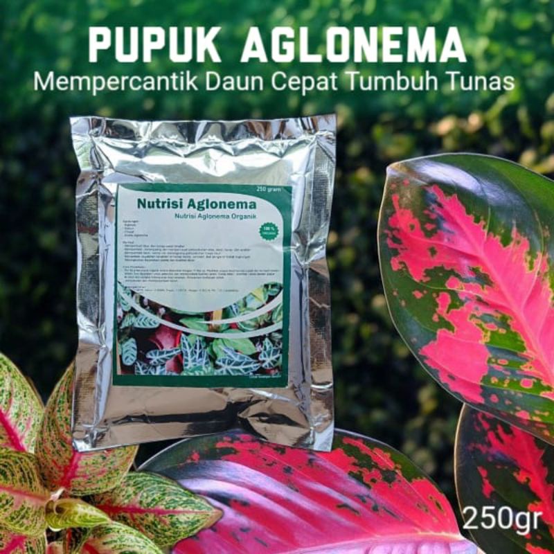 Pupuk Organik boster Aglonema Paket Terbaik Penumbuh Daun dan Bunga Agar Cepat Beranak Banyak Tunas 