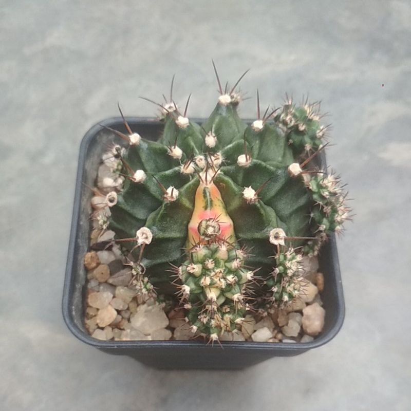 kaktus gymno multicolour varigata