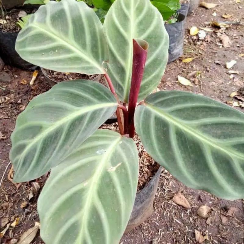 tanaman hias calathea zebrina-calathea zebrina