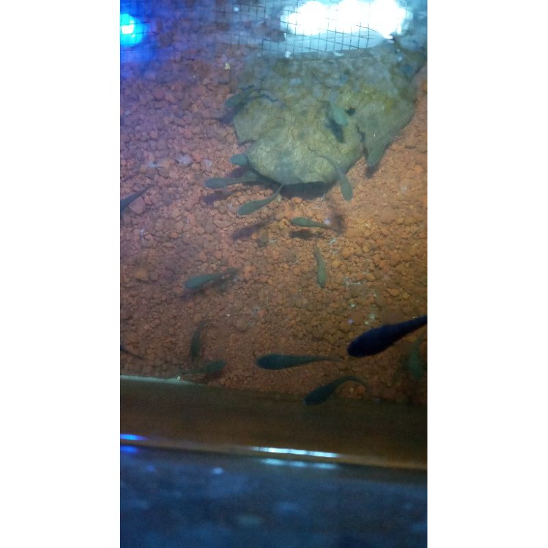 ikan hias predator air tawar Channa maru yellow sentarum