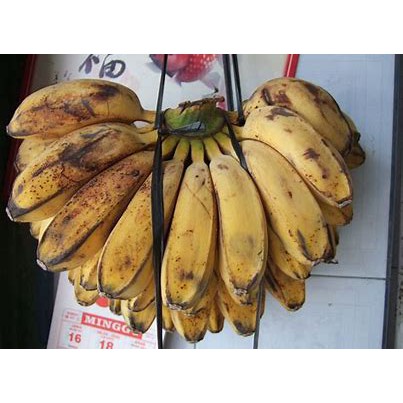 

Pisang kepok