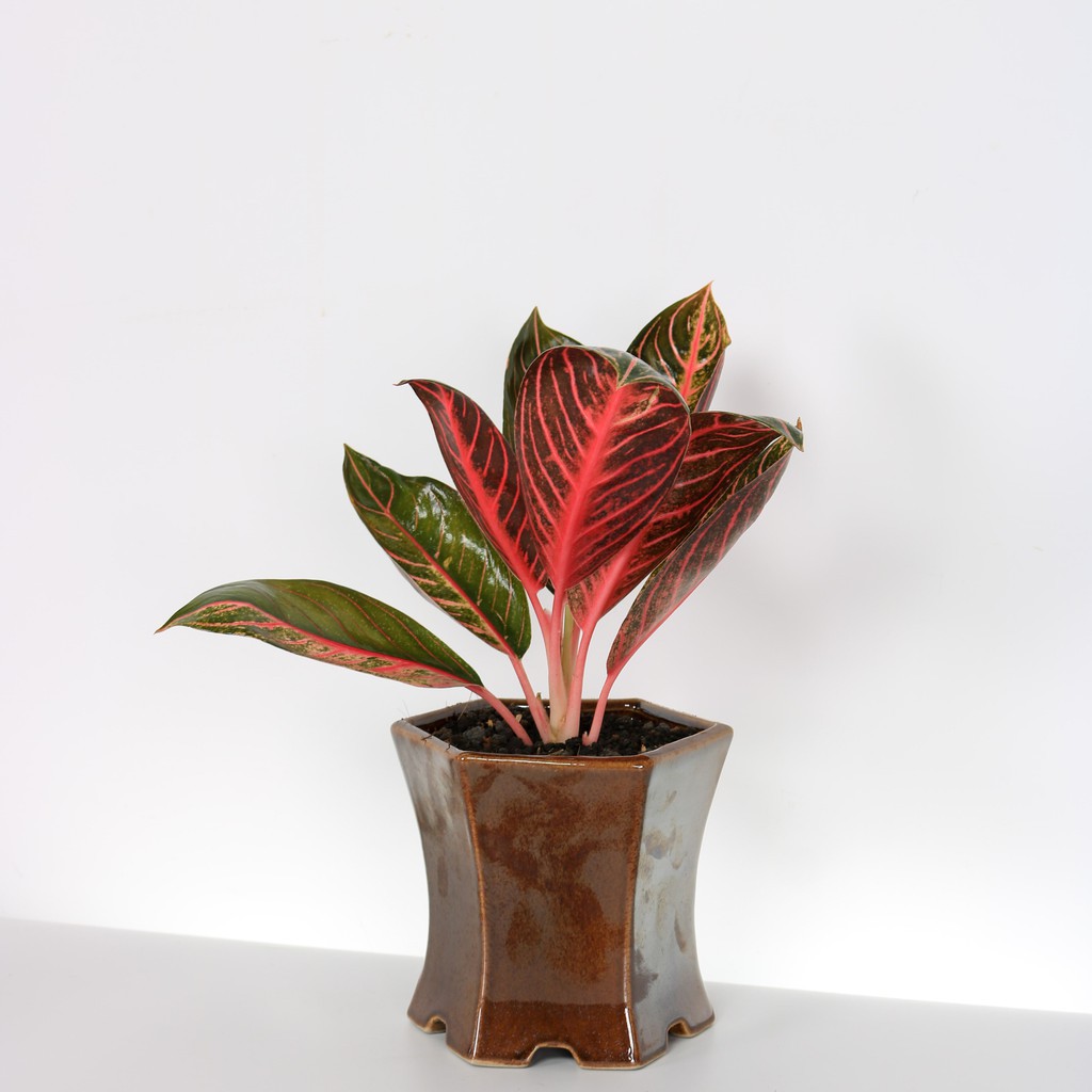 AGLAONEMA RED SUMATERA