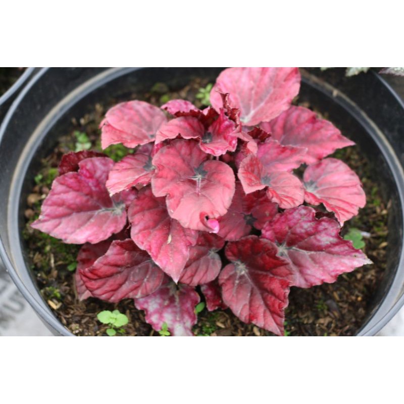 begonia red chili jumbo
