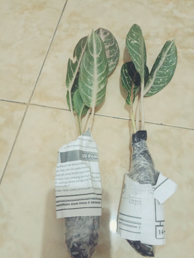 Tanaman Hias Aglonema Donacarmen