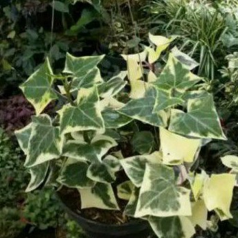 tanaman hedera helix tanaman hias varigata