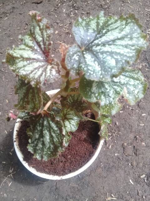 Begonia PERAK