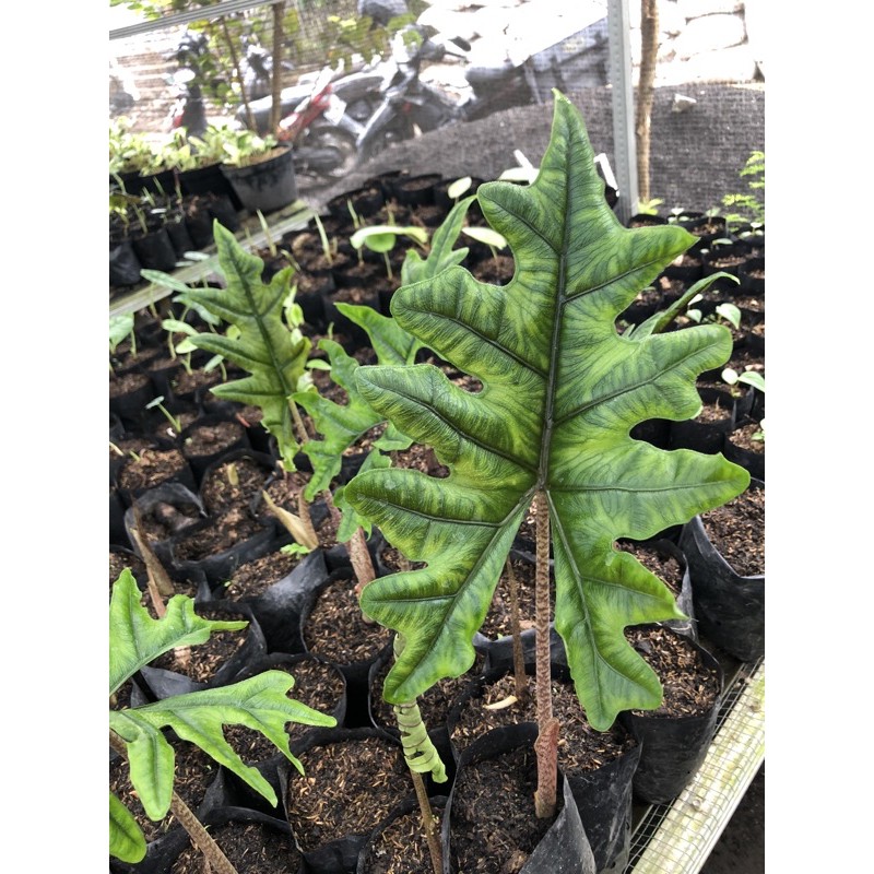 Alocasia jacklyn sp sulawesi