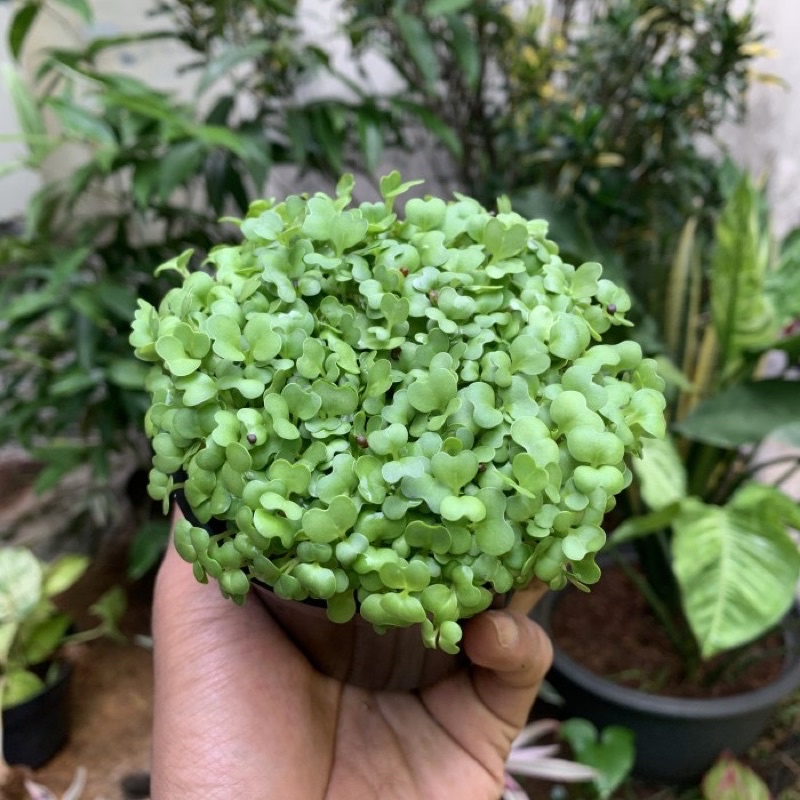 

Microgreens broccoli / microgreens bok choy