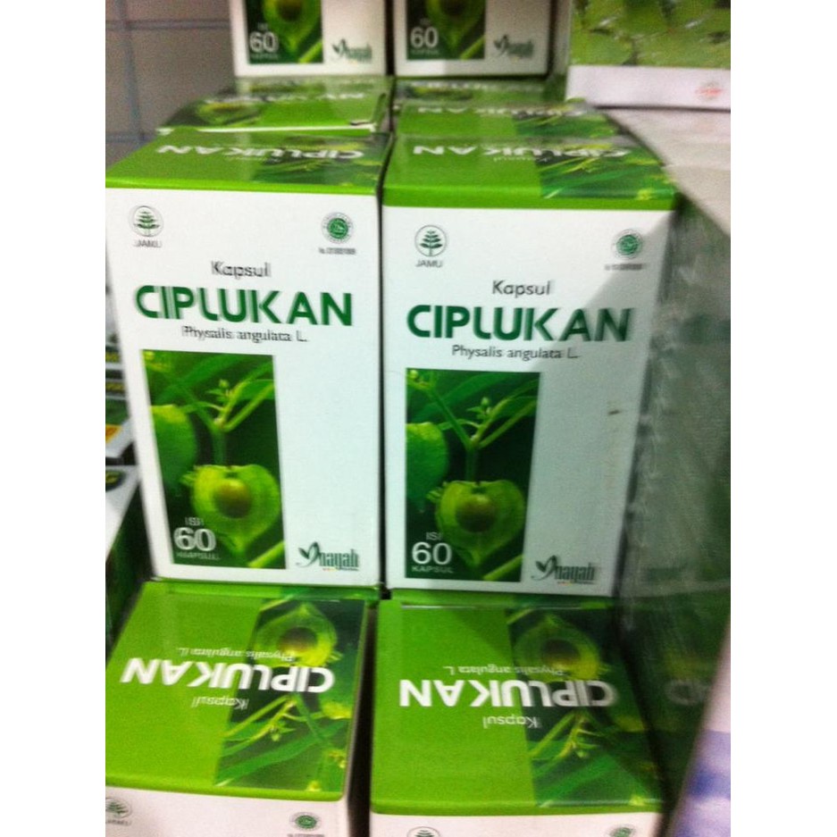 CIPLUKAN KAPSUL ORIGINAL [INAYAH] – OBAT HERBAL DIABETES – HYPERTENSI – REMATIK – SAKIT PARU-PARU – INFLUENZA