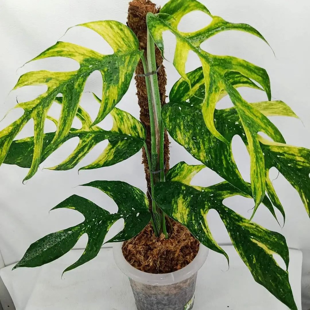 Tanaman bunga Epipremnum kujang / Epipremnum pinnatum aurea / Epipremnum variegata yellow