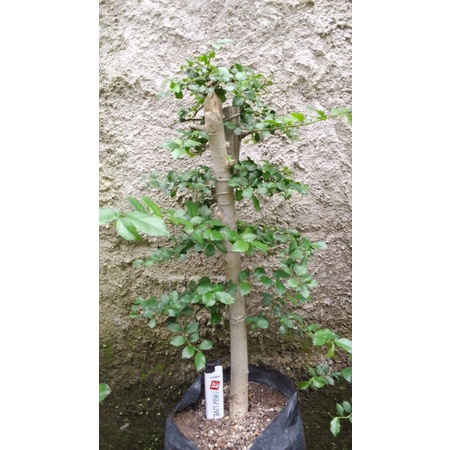 bahan bonsai serut lurus prospek percangan sudah ngepen tinggal ganti pot berkarakter.