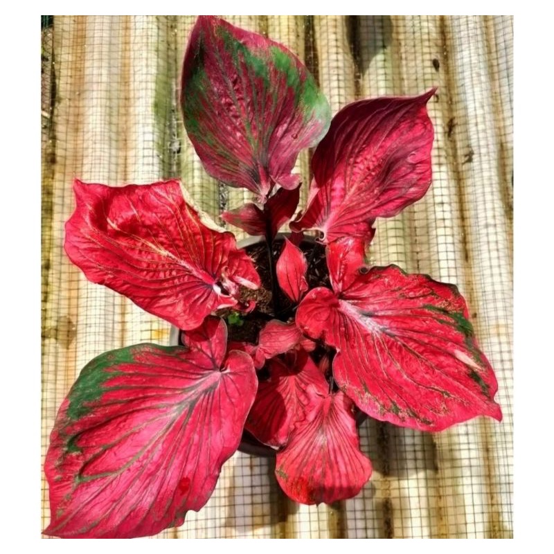 Umbi Caladium Nagasaki - keladi hias hybrid import thailand