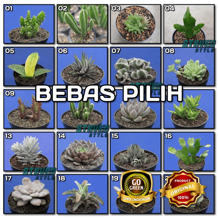 Jual Kaktus Hias A Tanaman Cactus Succulent Hias Mini Pot Berkualitas Shopee Indonesia