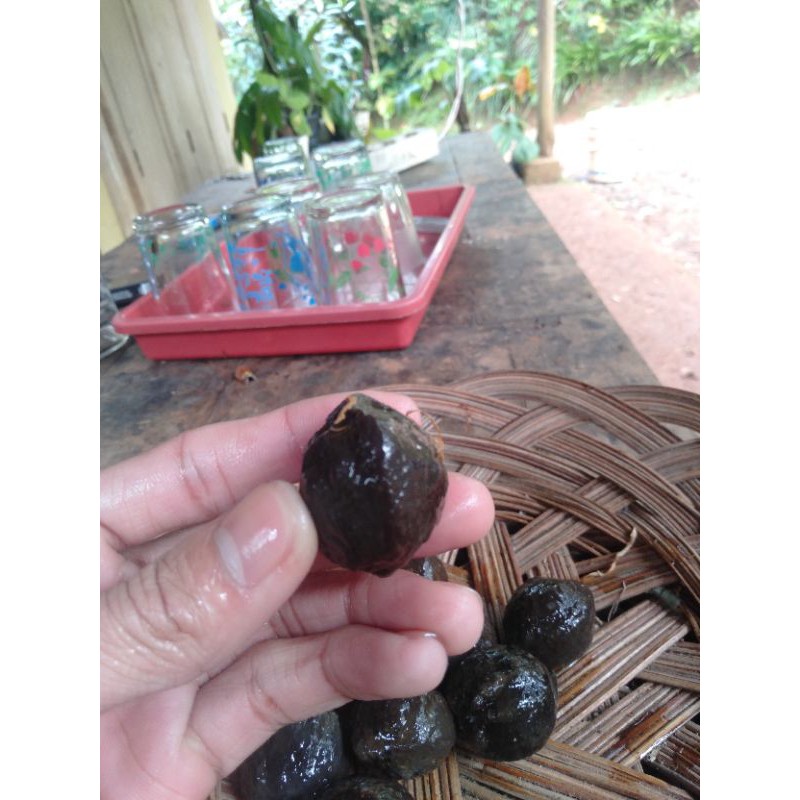 muncang adu asli pangandaran