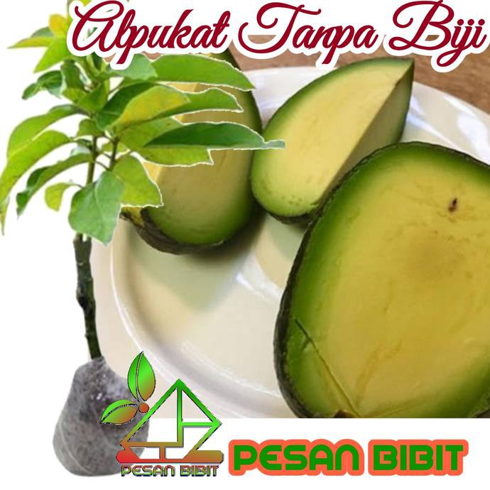 Kw Import Bibit Alpukat Tanpa Biji Dm19