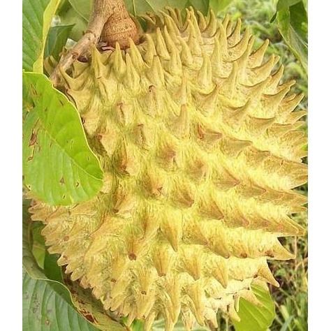 time tanaman buah srikaya biriba atau srikaya nanas