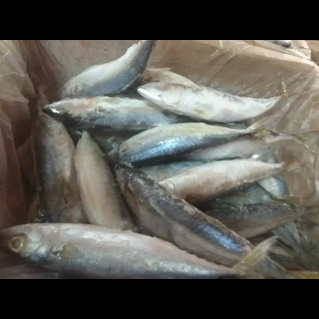 

Jual ikan kembung salem segar min perkg