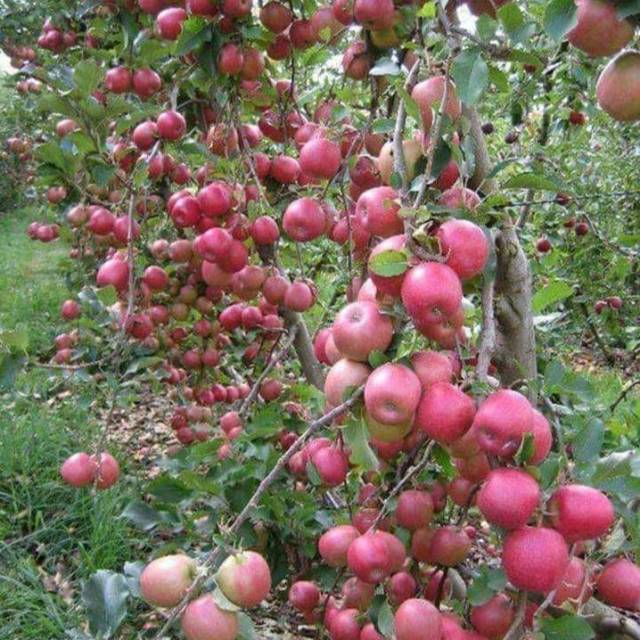 Bibit apel merah 2 pohon