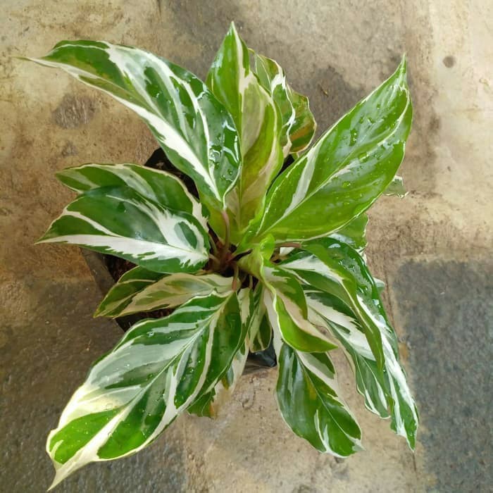 jual Tanaman Calathea White Fusion,calatea tisu