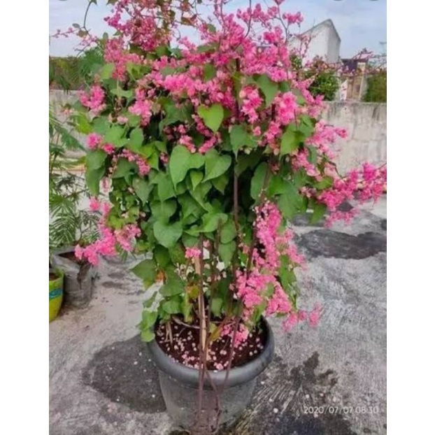 1 biji benih bunga air mata pengantin