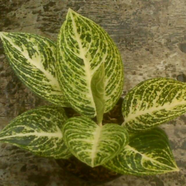 Bibit bunga aglonema legacy putih / white legacy