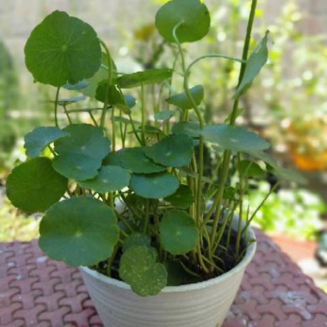 Tanaman pegagan / pegagan / tanaman air