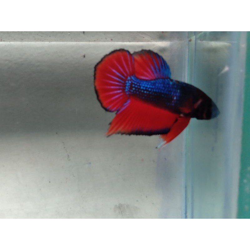 ikan cupang bahan avatar vampir