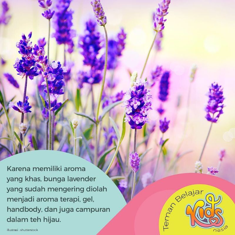 Bibit Bunga Lavender Super Terlaris