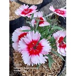dianthus (Dianthus caryophyllus )remix - tanaman anyelir - bibit bunga dianthus ( 2 warna)