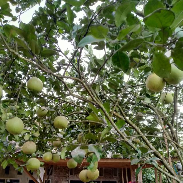 

Jeruk pamelo madu lgsung dr petani sedia eceran maupun groser siap kirim