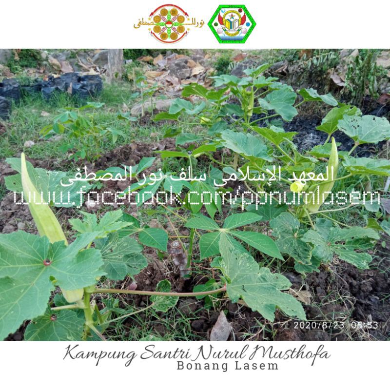 

[Fresh] OKRA atau LADY FINGER Kampung Santri Nurul Musthofa