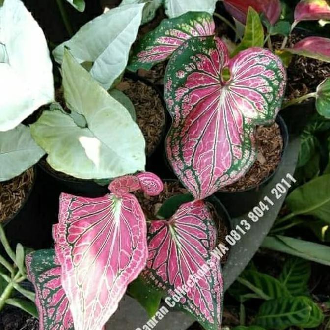 Produk Ready Tanaman Hias Keladi Wayang Batik Pink Symphony Caladium Dewasa