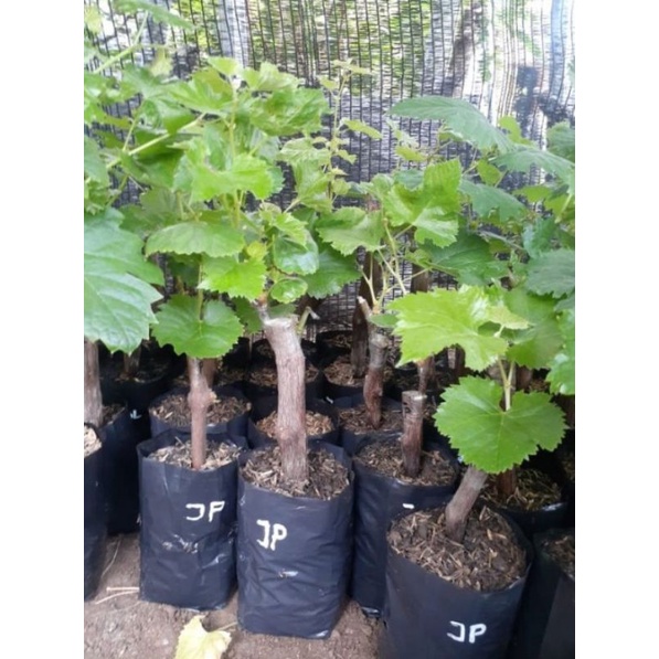 bibit buah anggur jupiter