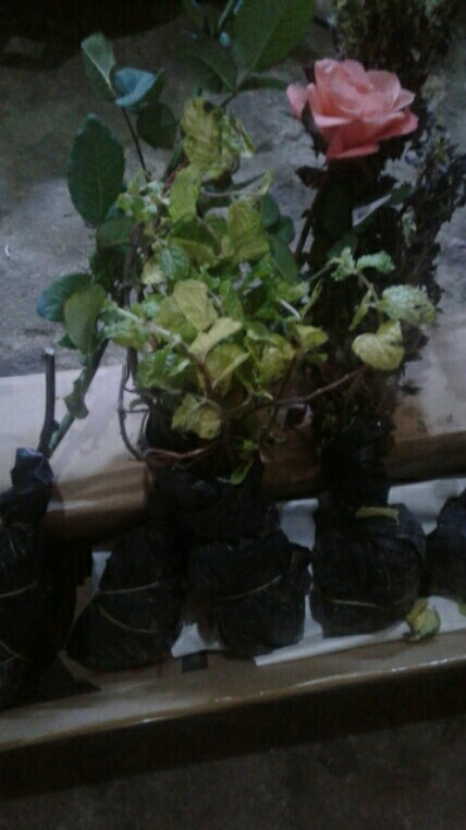Tanaman Daun Mint