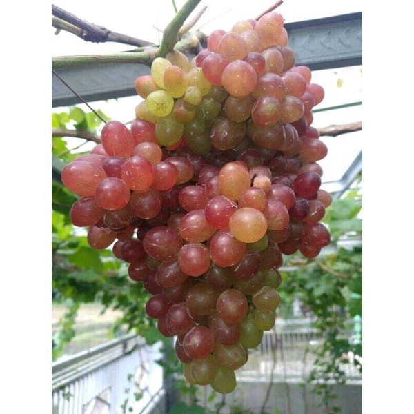 bibit anggur berbuah genjah import ownroot