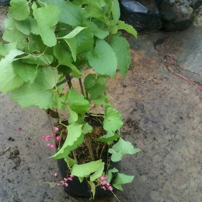 Tanaman hias bunga air mata pengantin / bunga pengantin